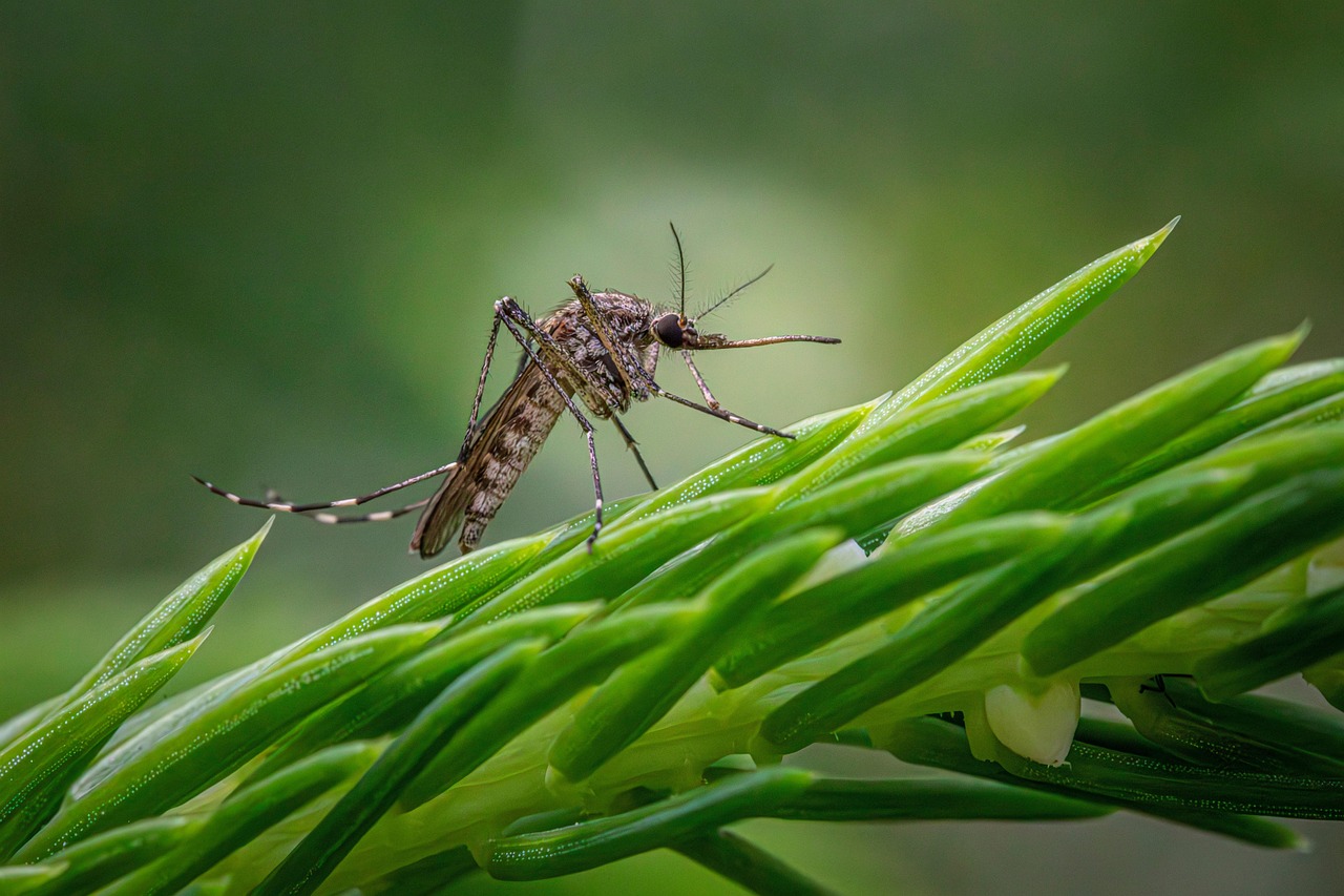 mosquito and tick treatment in New Jersey