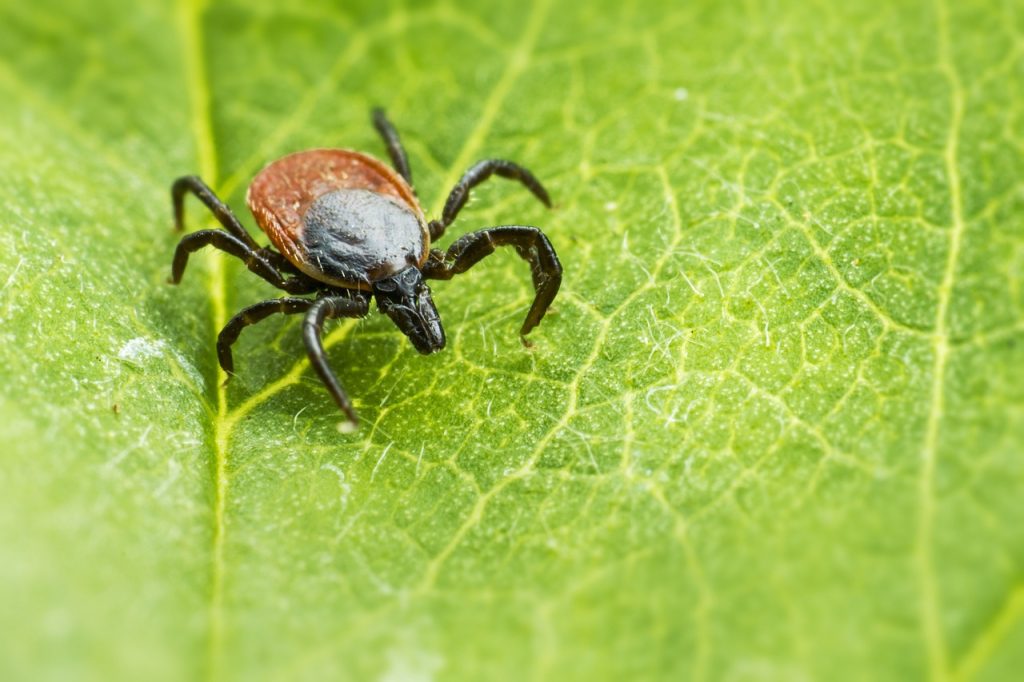 mosquito and tick treatment in New Jersey